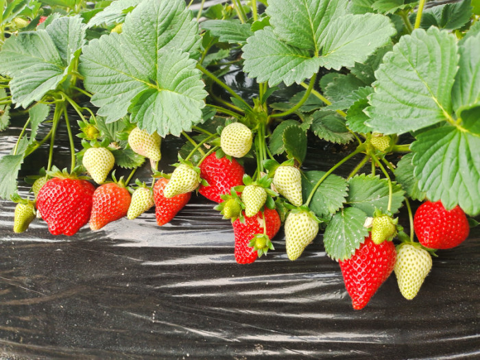 Китайская клубника Wan feng 49  , саженцы