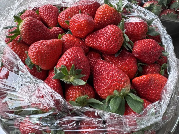 Клубника китайская xiang ye Штамм Суй  66   саженцы