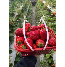 Китайская клубника Xue qin xiang 20 , саженцы