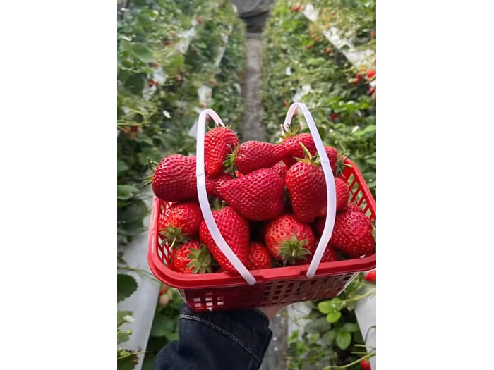 Китайская клубника Xue qin xiang -Сюань юй, 20 , саженцы