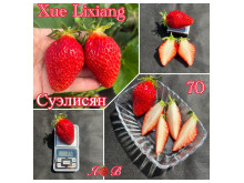 Клубника китайская Xue lixiang суэлисян 70 саженцы