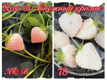 Китайская клубника Снежный кролик - Xue tu 78