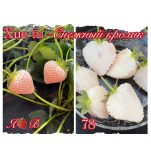 Китайская клубника Снежный кролик - Xue tu 78
