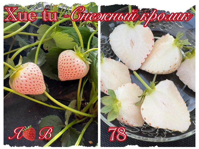 Китайская клубника Снежный кролик - Xue tu 78