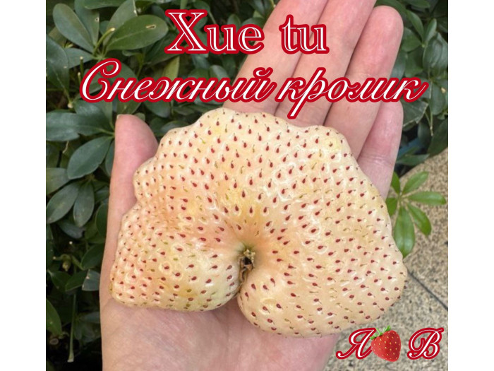 Китайская клубника Снежный кролик - Xue tu 78