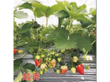 Китайская клубника Yue xiu 19 , саженцы