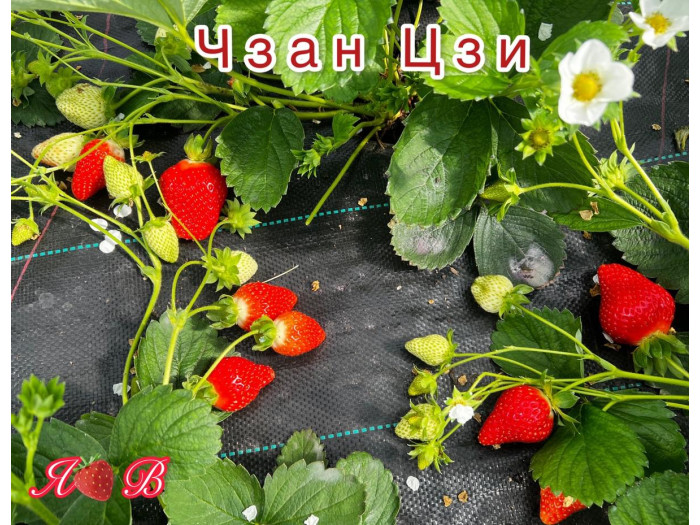 Клубника китайская zhang ji Чжан цзи(сладкий малыш) 43 саженцы