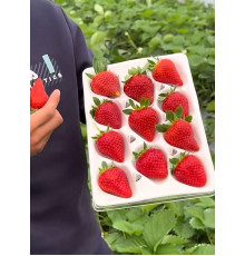 Китайская клубника zhong mei hua yue 18 , саженцы