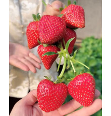 Китайская клубника Zi jin liu liu 16 , саженцы