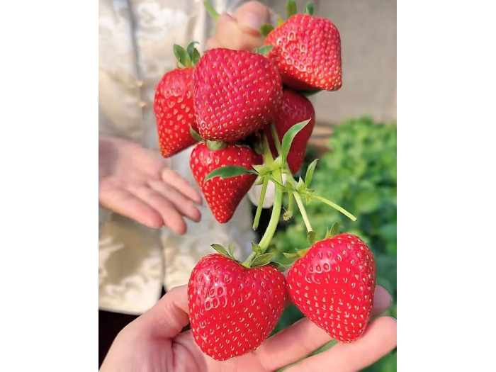 Китайская клубника chu lian Zi jin liu liu 16  , саженцы