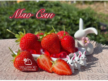 Клубника китайская miao xiiang Мяо Сян НСД 2019 саженцы