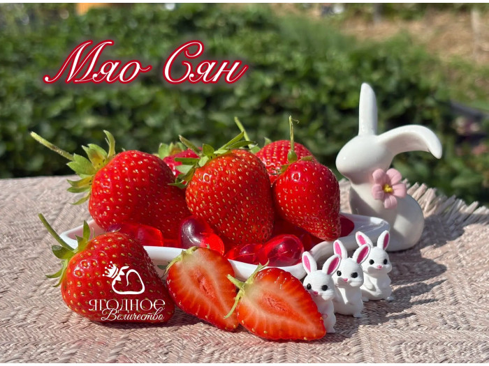 Клубника китайская miao xiiang Мяо Сян НСД 2019 саженцы