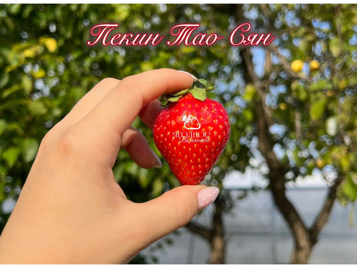 Китайская клубника Jingtao Xiang Пекин Тао Сян , саженцы