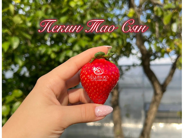 Китайская клубника Jingtao Xiang Пекин Тао Сян , саженцы