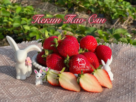 Китайская клубника Jingtao Xiang Пекин Тао Сян , саженцы