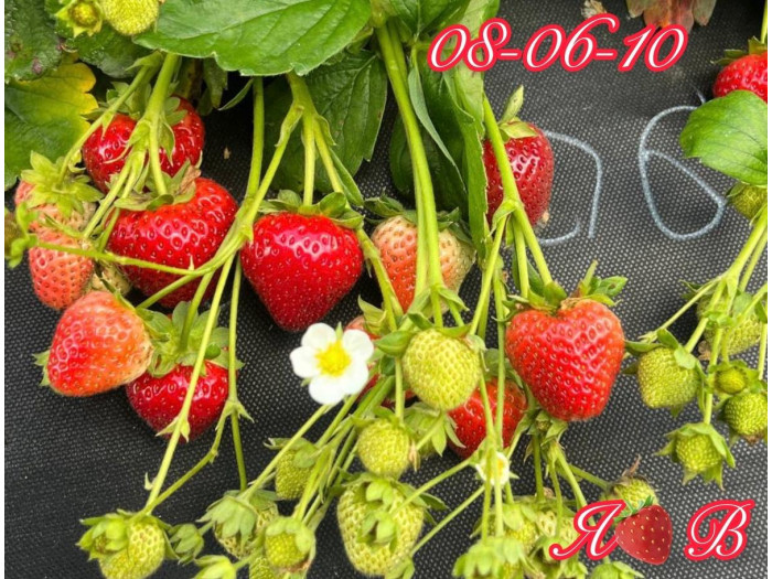 Клубника ремонтанная 08*06*10 саженцы