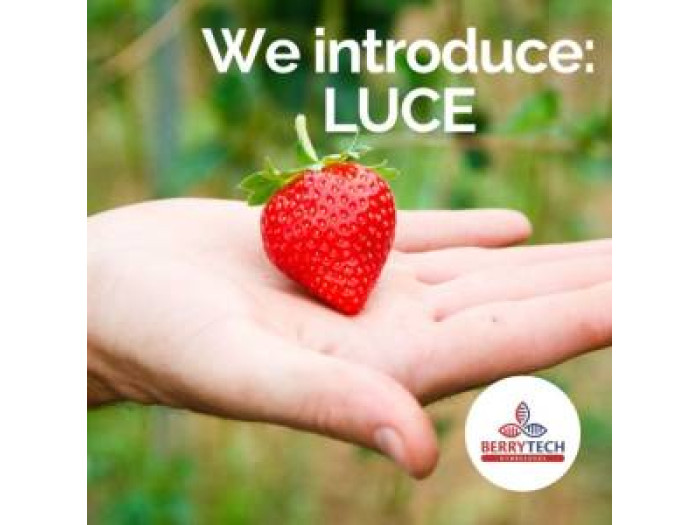 Клубника ремонтанная Luce, Люси, саженцы