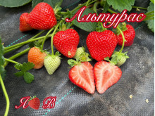 Клубника ремонтантная Альтурас - (Alturas) саженцы