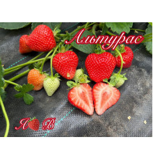 Клубника ремонтантная Альтурас - (Alturas) саженцы