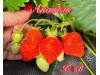 Клубника ремонтанная Анабель саженцы