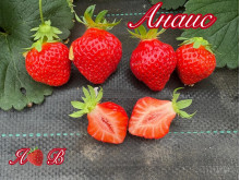 Клубника ремонтанная Анаис саженцы