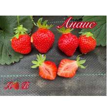 Клубника ремонтанная Анаис саженцы