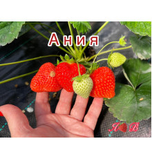 Клубника ремонтанная Ания саженцы
