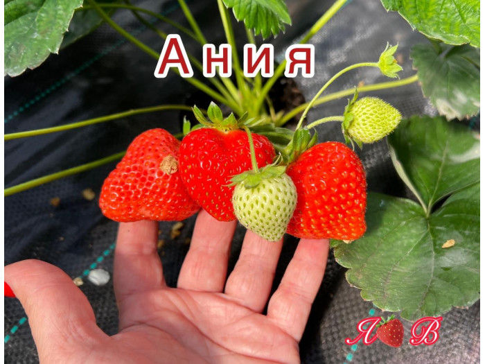 Клубника ремонтанная Ания саженцы