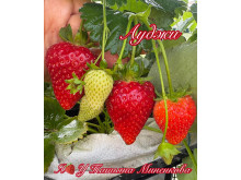 Клубника ремонтанная Ауджи саженцы