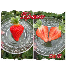 Клубника ремонтанная Брина саженцы