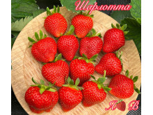 Клубника ремонтанная Шарлотта саженцы