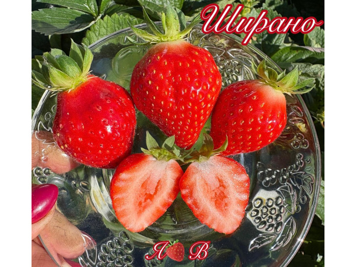 Клубника ремонтанная Ширано  «Сирано» (Cirano) саженцы