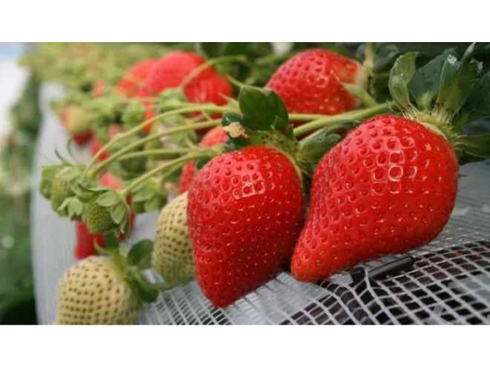 Клубника ремонтанная Дульсинея саженцы