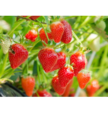 Клубника ремонтанная Фавари саженцы