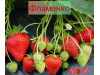 Клубника ремонтанная Фламенко саженцы