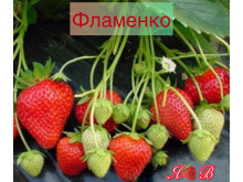Клубника ремонтанная Фламенко саженцы