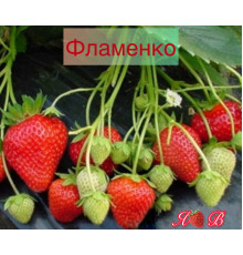 Клубника ремонтанная Фламенко саженцы