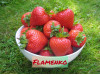 Клубника ремонтанная Фламенко саженцы