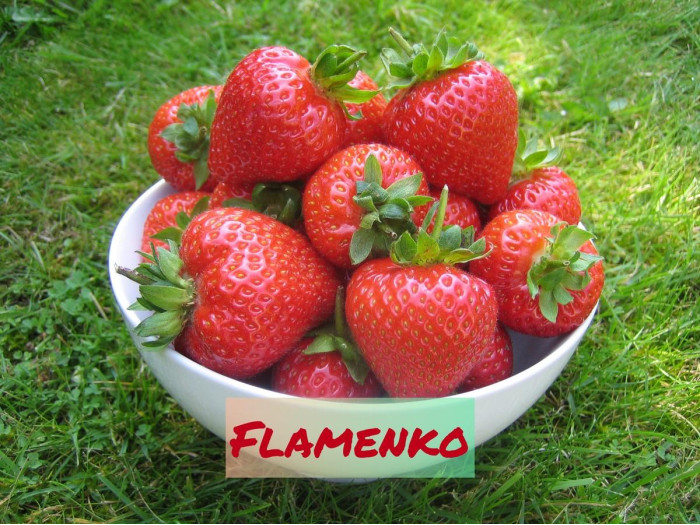 Клубника ремонтанная Фламенко саженцы