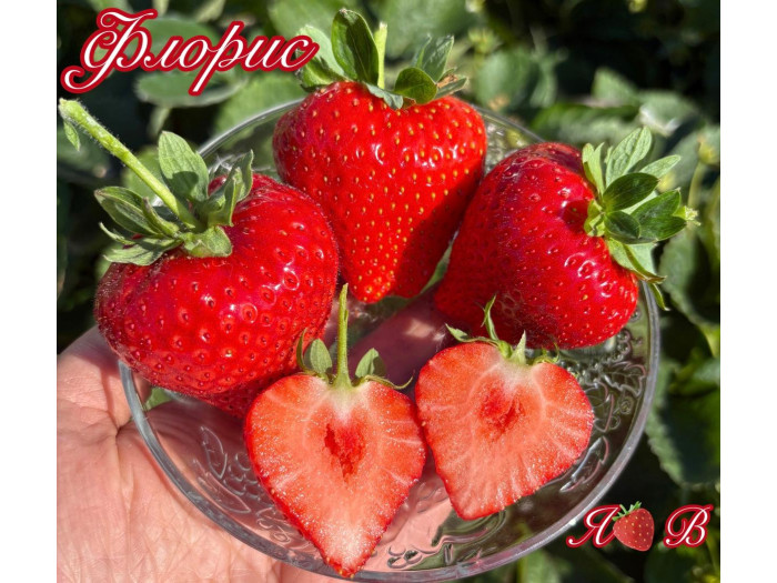 Клубника ремонтанная Florice-Флорис саженцы