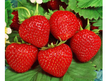 Клубника ремонтанная Гармония саженцы