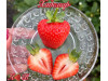 Клубника ремонтанная Хадемар саженцы