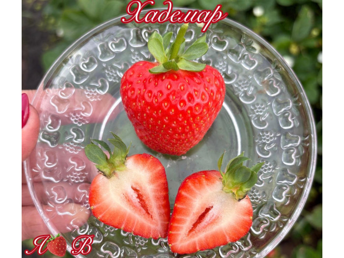 Клубника ремонтанная Хадемар саженцы