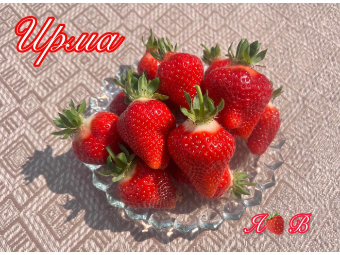 Клубника ремонтанная Ирма саженцы