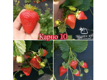 Клубника ремонтанная Крапо 10 саженцы