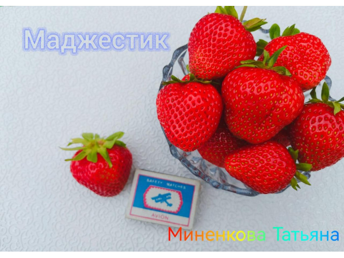 Клубника ремонтанная Маджестик саженцы
