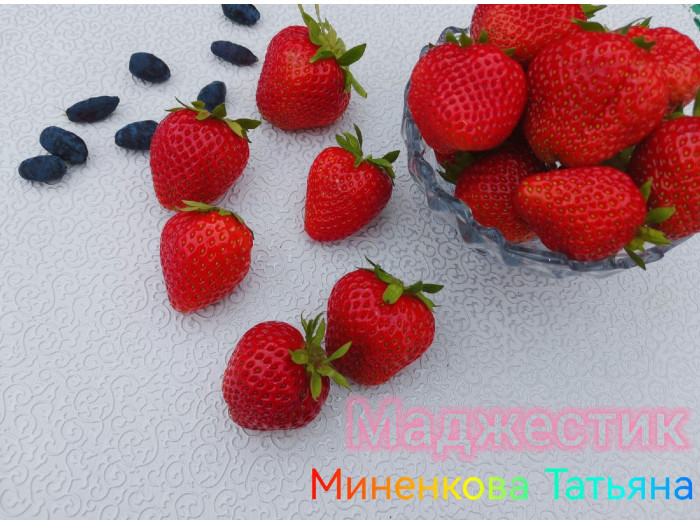 Клубника ремонтанная Маджестик саженцы