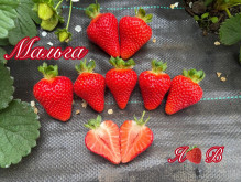 Клубника ремонтанная Малга саженцы