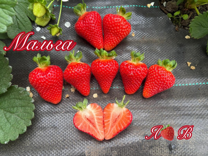 Клубника ремонтанная Малга саженцы