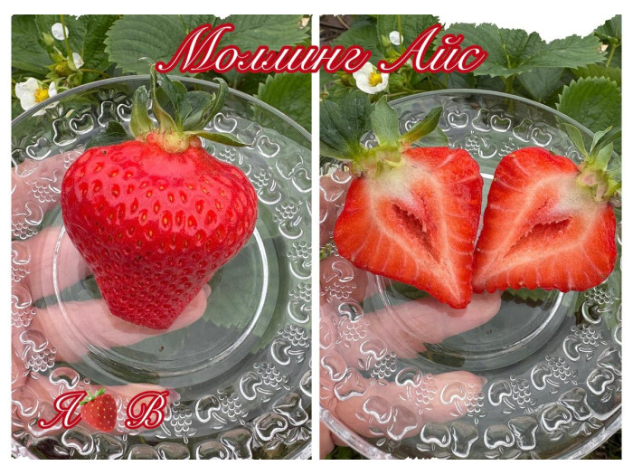 Клубника ремонтанная Моллинг Айс саженцы